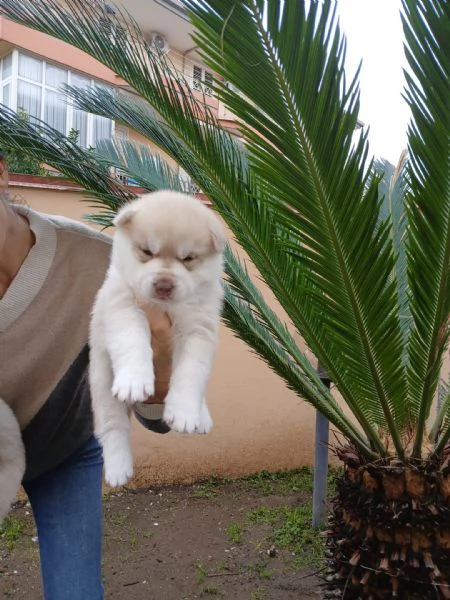 cuccioli husky con pedigree enci | Foto 1