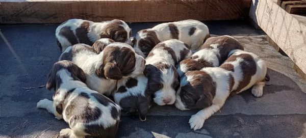 Springer  | Foto 0