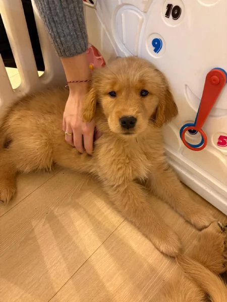 Cucciole Golden Retriever 100% americane  | Foto 6