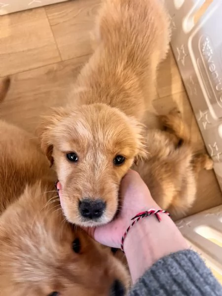 Cucciole Golden Retriever 100% americane  | Foto 5