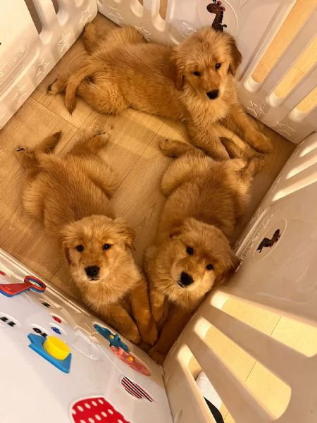 Cucciole Golden Retriever 100% americane  | Foto 4