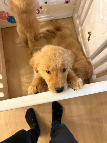 Cucciole Golden Retriever 100% americane  | Foto 3