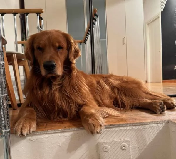 Cucciole Golden Retriever 100% americane  | Foto 2