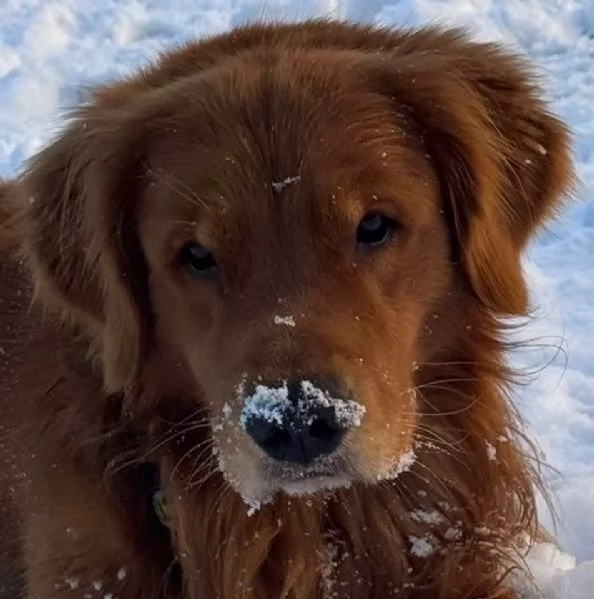 Cucciole Golden Retriever 100% americane  | Foto 1