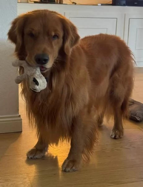 Cucciole Golden Retriever 100% americane  | Foto 0