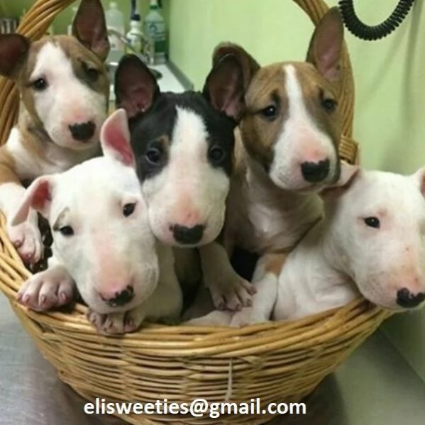  Regalo adorabili cuccioli  Bull terrier  femminucce e maschietti disponibili verranno ceduti con pe