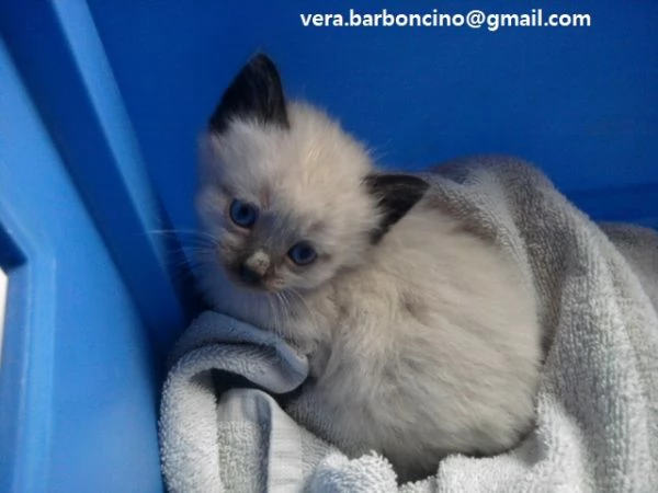 Dolcissimi Gattini Sacri di Birmania in Adozione!  Cerchiamo famiglie amorevoli per questi splendidi