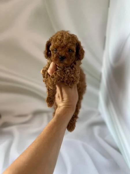 REGALO Barboncino  | Foto 0