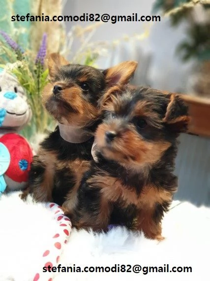 disponibili cuccioli di Yorkshire Terrier per adozione i cuccioli verranno consegnati con microchip 