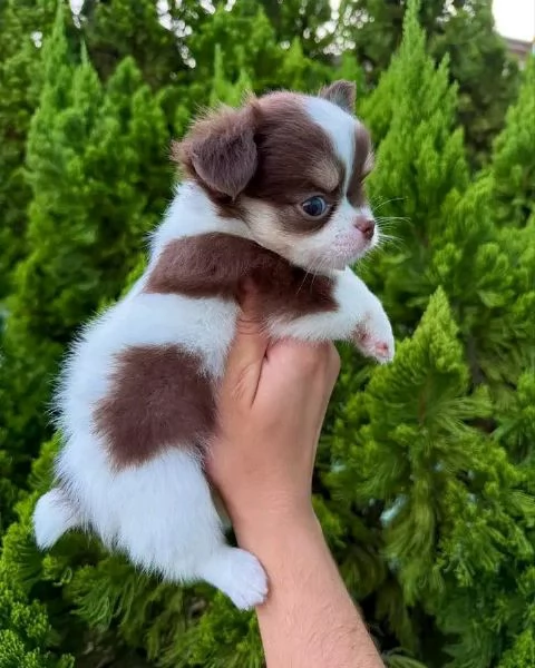 Cuccioli di Chihuahua maschi e femmine 