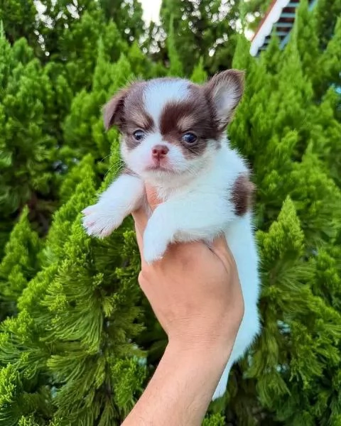 Cuccioli di Chihuahua maschi e femmine  | Foto 0