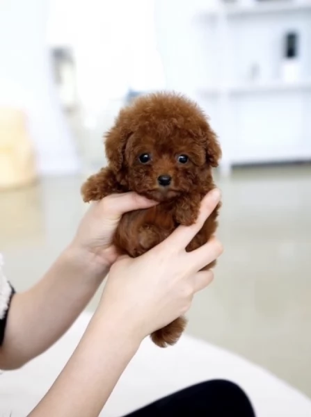   REGALO CUCCIOLO BARBONCINO TOY | Foto 0