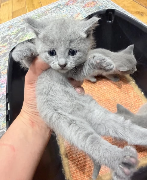 Gatti Blu di Russia pronti subito | Foto 0