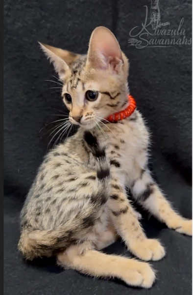 Due Gattini Savann Pronti subito | Foto 0