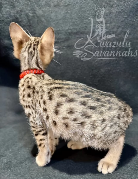 Due Gattini Savann Pronti subito