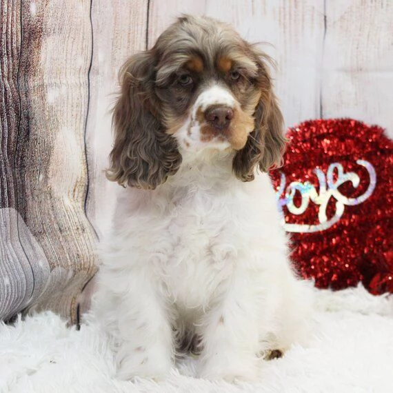   CUCCIOLI DI COCKER SPANIEL