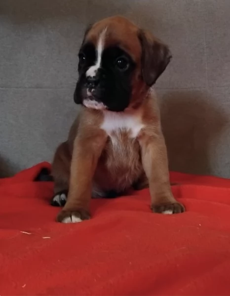  BOXER