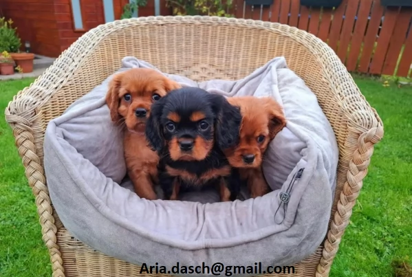 regalo cavalier king cuccioli meravigliosi !  nati in casa da nostri esemplari ipertipici carattere 