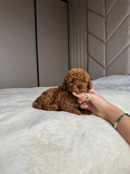 REGALO Barboncino  | Foto 0