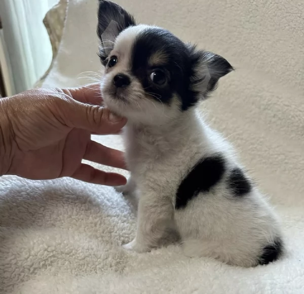 REGALO Chihuahua  | Foto 0