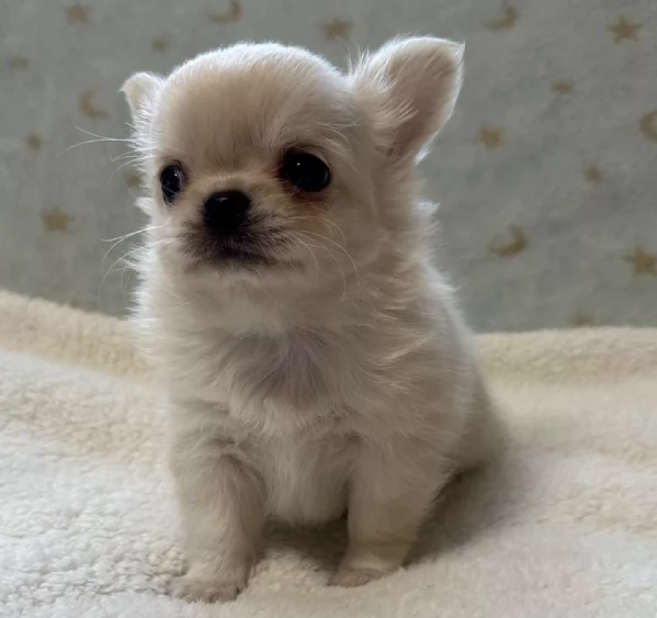 REGALO  Chihuahua  | Foto 0