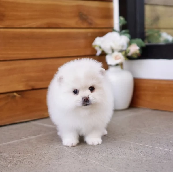REGALO Volpino Pomerania | Foto 0