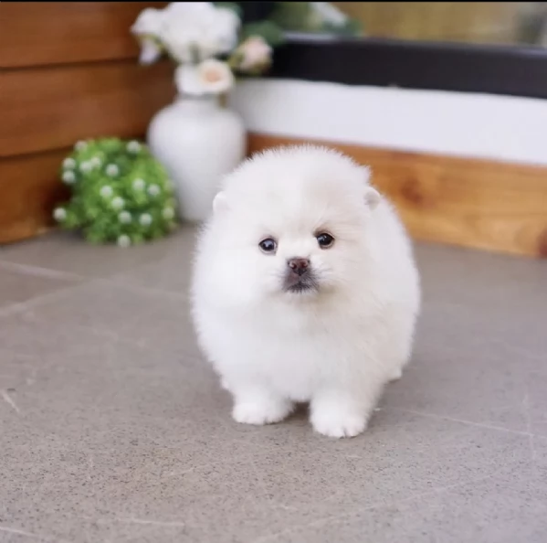 REGALO Volpino Pomerania