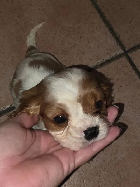 Cuccioli di Cavalier King  | Foto 5