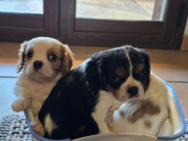 Cuccioli di Cavalier King  | Foto 4