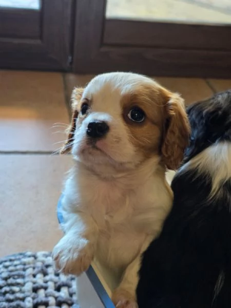 Cuccioli di Cavalier King  | Foto 3