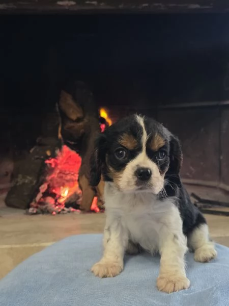 Cuccioli di Cavalier King  | Foto 2