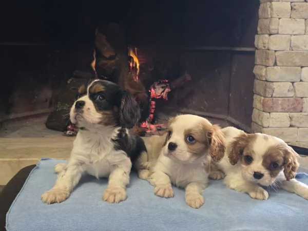 Cuccioli di Cavalier King  | Foto 0
