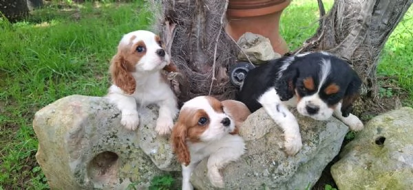 Cuccioli di Cavalier King | Foto 3