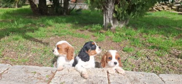 Cuccioli di Cavalier King | Foto 2