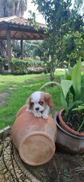 Cuccioli di Cavalier King