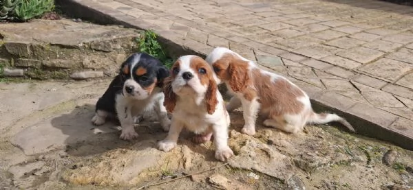 Cuccioli di Cavalier King | Foto 1