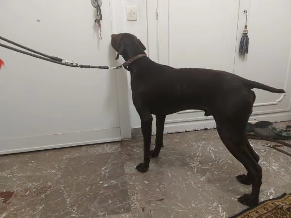 Bracco tedesco kursal con pedigee | Foto 3