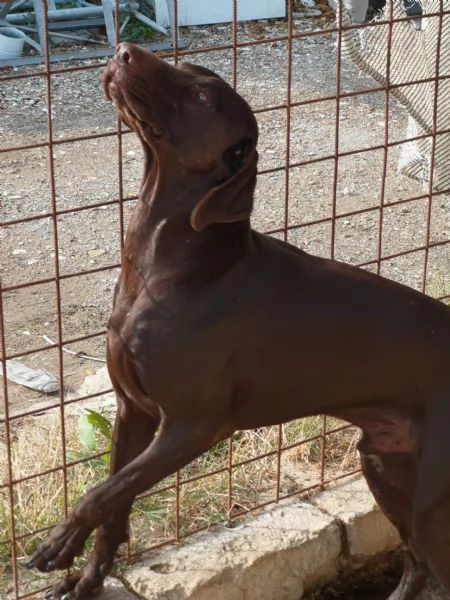 Bracco tedesco kursal con pedigee | Foto 0