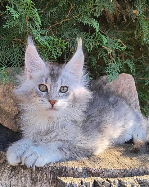 Maine Coon cuccioli !! | Foto 0