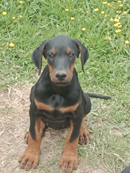  DOBERMANN  | Foto 0