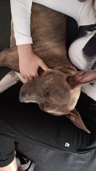 Cucciolo di Amstaff di 1 anno  | Foto 6