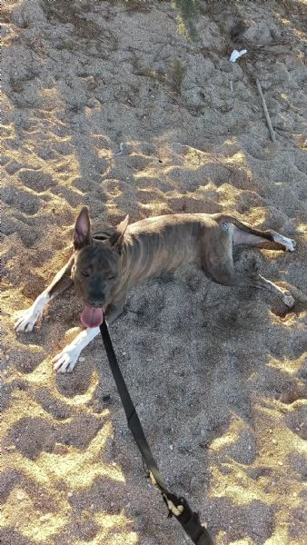 Cucciolo di Amstaff di 1 anno  | Foto 5