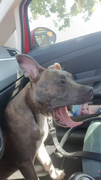 Cucciolo di Amstaff di 1 anno  | Foto 2