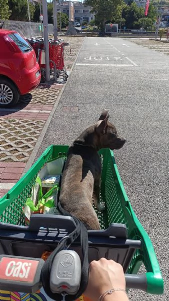 Cucciolo di Amstaff di 1 anno  | Foto 0