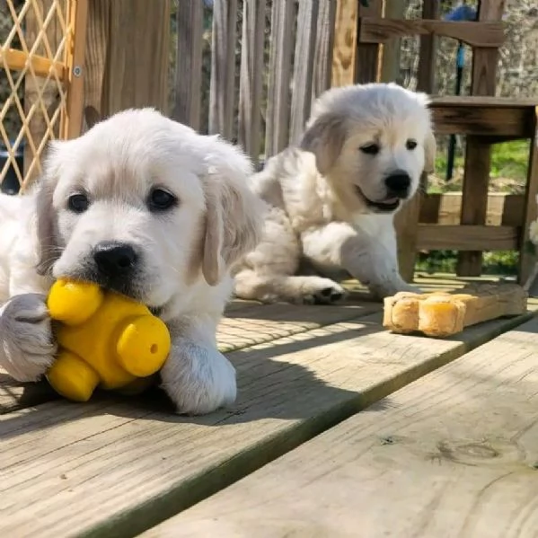 BELLISSIMI CUCCIOLI DI GOLDEN
