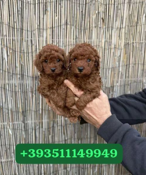 Regalo bellissimi cuccioli di barboncino maschio e femmina | Foto 2