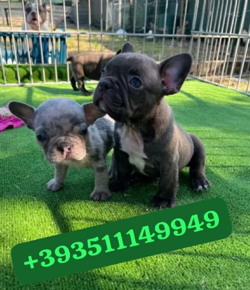  bellissimi cuccioli di Bulldog Francese maschio e femmina | Foto 1