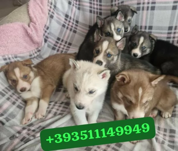  bellissimi cuccioli di Husky maschio e femmina | Foto 2