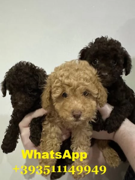 Regalo Cuccioli di barboncino maschi e femmine | Foto 2