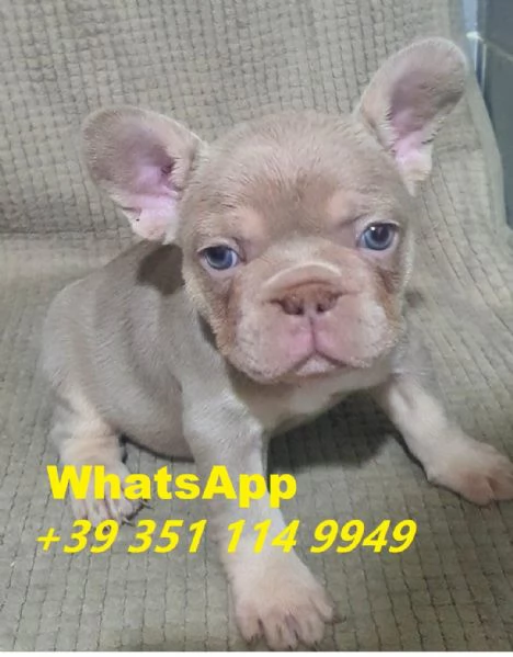 Regalo Cuccioli di Bulldog Franc&eacute;s maschi e femmine | Foto 1